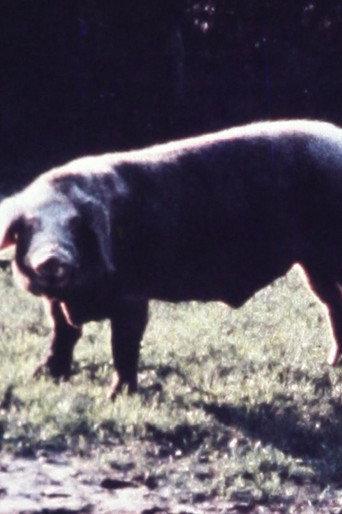 Schweineschnitzel (1971) poster