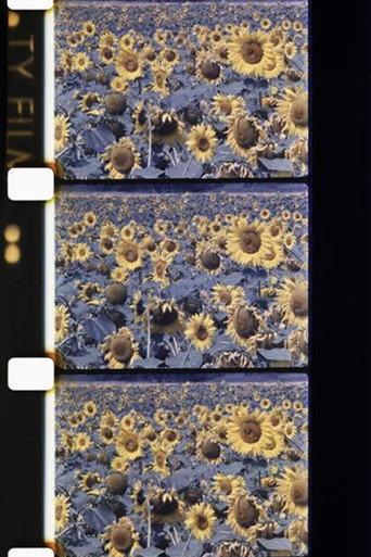 Les tournesols colorés (1983) poster
