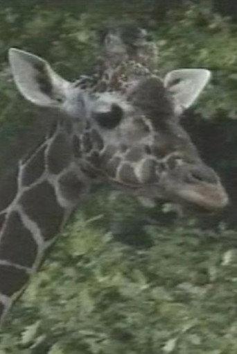 Luis Buñuel: The Spots of the Giraffe (1991) poster