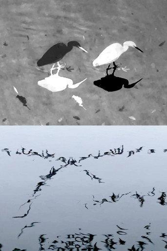 Animal Studies (Egret / Seagull Reflection / Midges / Spider / Swans in a Line) (2026) poster