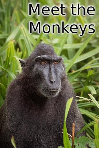 Meet the Monkeys (2013) poster