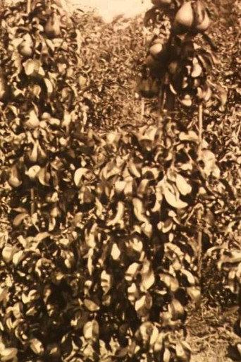 Fruit Harvest in the Netherlands (1917) poster