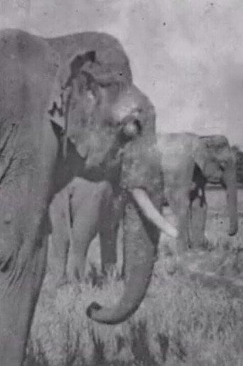 Land of the Elephants (1909) poster