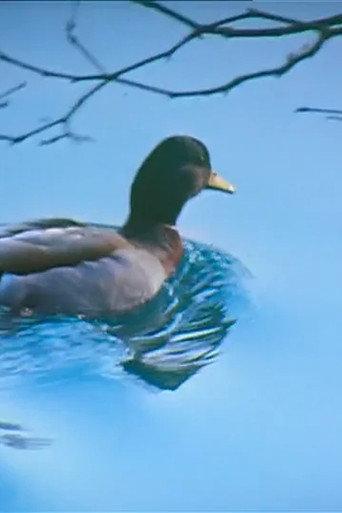 Canards (1984) poster