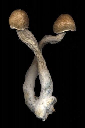 The Mushroom Archive (2022) poster