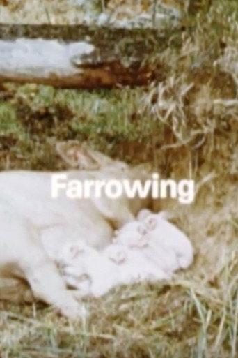 Behavior Of Domestic-Pigs In A Semi-Natural Pig-Park (1989) poster