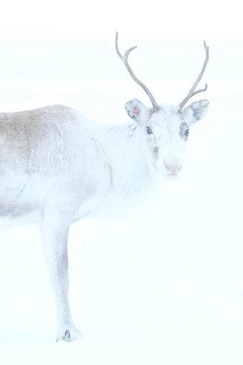 Spirit of the Reindeer (2019) poster