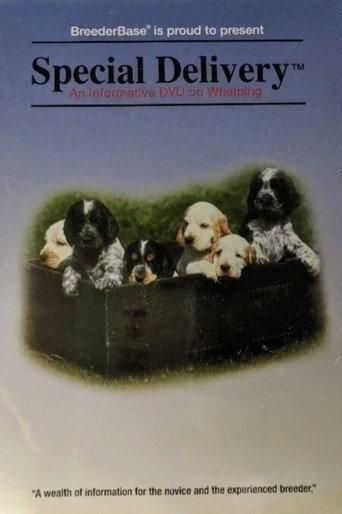 Special Delivery (1994) poster
