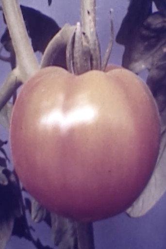 Tomatoe (1947) poster