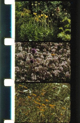 Bouquets 21-24 (2001) poster