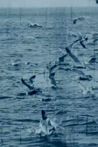 Feeding Seagulls off the Irish Coast (1899) poster