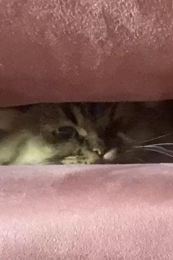 A Cat's Ascend To Claustrophobic Tranquility (2022) poster