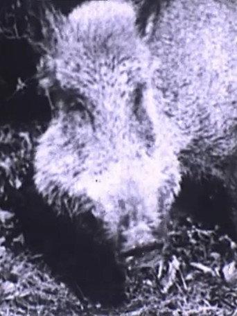 Boar Hunt (1904) poster