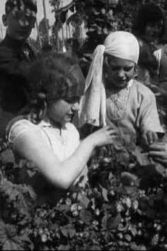 Hop Picking In Kent (1929) poster