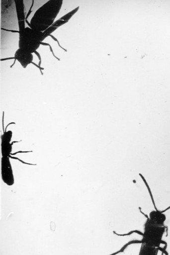 Insectes () poster