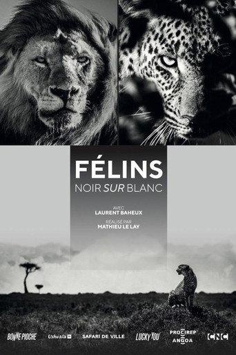 Félins, noir sur blanc (2021) poster
