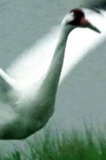 A Great White Bird (1976) poster