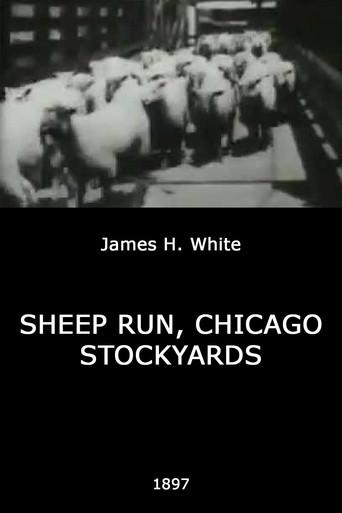 Sheep Run, Chicago Stockyards (1897) poster
