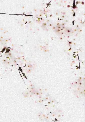 Cherry Blossoms Nakameguro (2016) poster