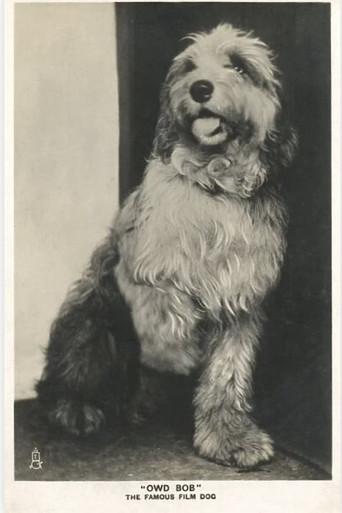 Owd Bob (1924) poster