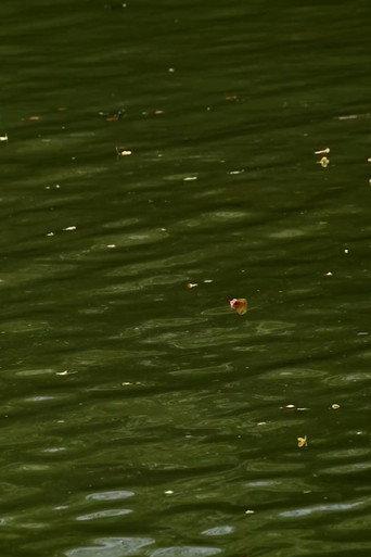 Haikus 2: Waters (2025) poster