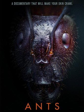 Ants (2023) poster