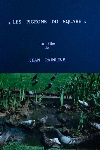 Pigeons in the Square (1982) poster