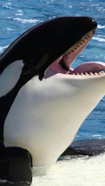 Orcas asesinas - Inteligencia al máximo (2016) poster