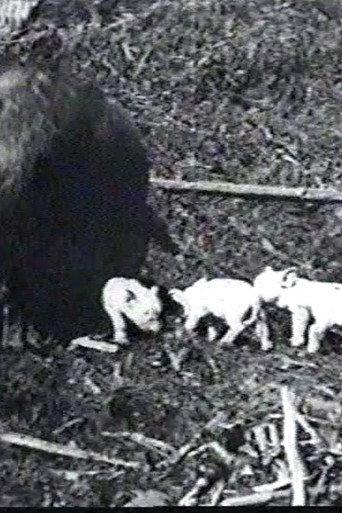 Mamma's Pets (1898) poster