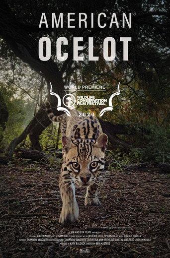 American Ocelot (2021) poster