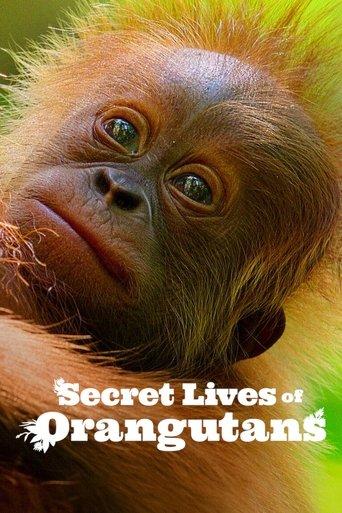 Secret Lives of Orangutans (2024) poster