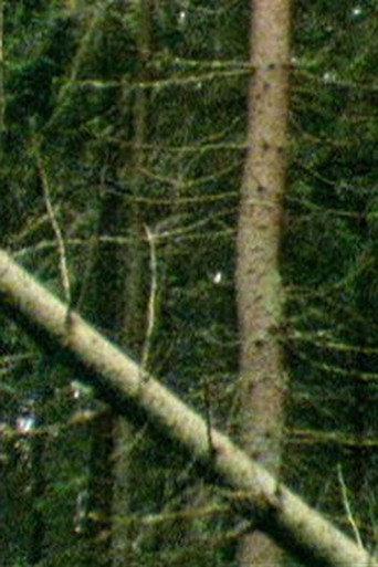 A Forest (2000) poster