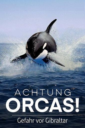 Watch Out for Orcas! Danger Off Gibraltar? (2024) poster