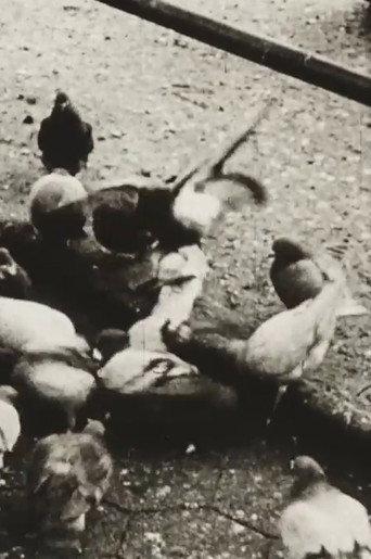 The Aviary (Short Sound Version) (1955) poster