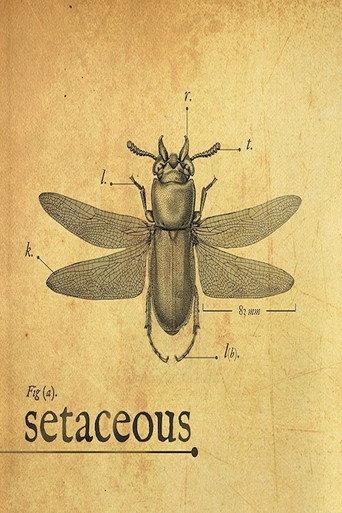 Setaceous (2017) poster