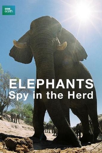 Elephants: Spy in the Herd (2003) poster