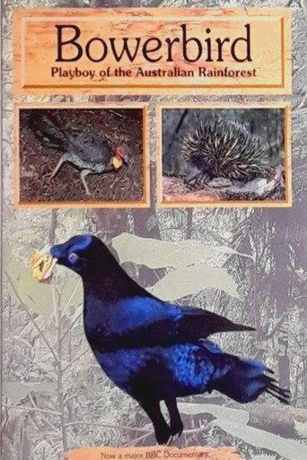 Bowerbird: Playboy of the Australian Rainforest (1996) poster