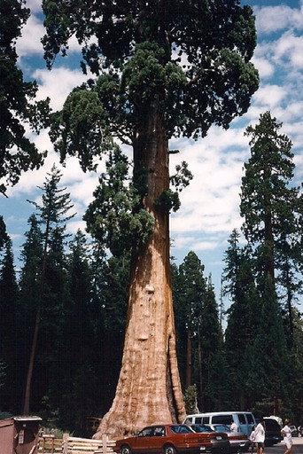 Sequoia & Kings Canyon National Parks (1995) poster