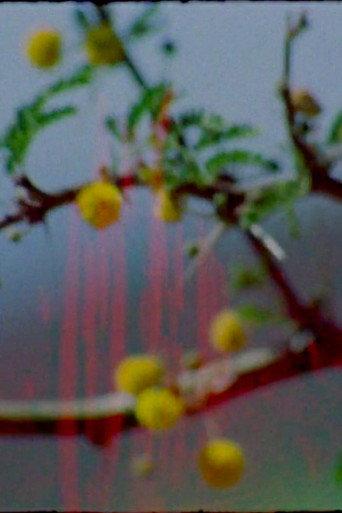 Coyote (2023) poster