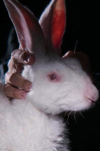 Rabbit 314 (2023) poster