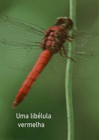 Uma libélula vermelha () poster