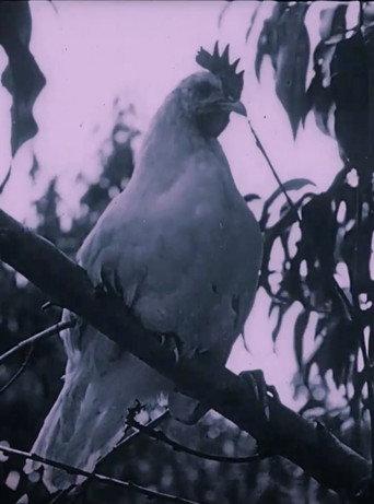 The Last Word in Chickens (1924) poster