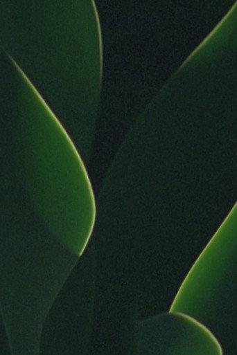 understory (2019) poster