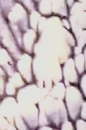 WEISSFILM (1996) poster