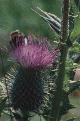 Thistledown (1983) poster