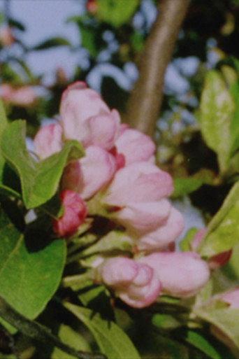 Autumn Rush for Kurt Kren and Winter and Spring and Summer (2003) poster