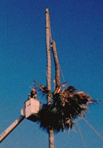 Palm Down (2012) poster