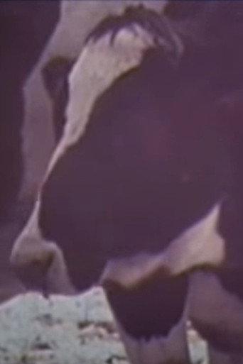 Cold Cows (1977) poster