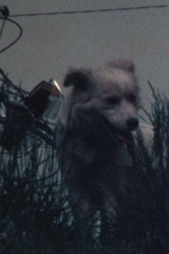 白い犬 (1984) poster