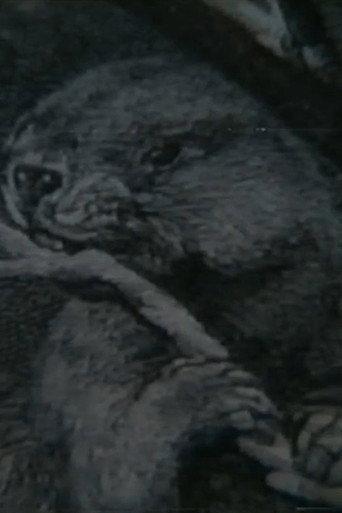 Beaver Report (1979) poster
